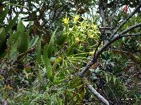 Epidendrum lacustre image