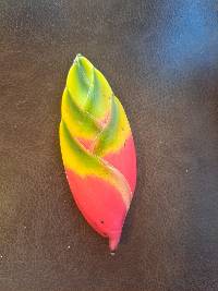 Heliconia rostrata image