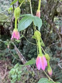 Passiflora tarminiana image