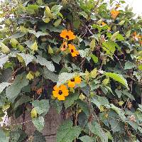 Thunbergia alata image
