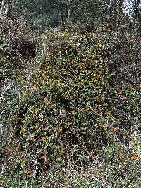 Thunbergia alata image