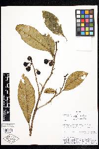 Solanum cornifolium image