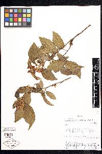 Image Associated With the Occurence