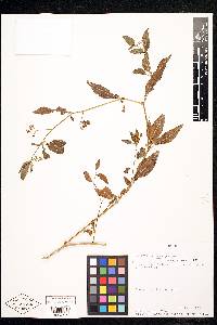 Solanum interandinum image
